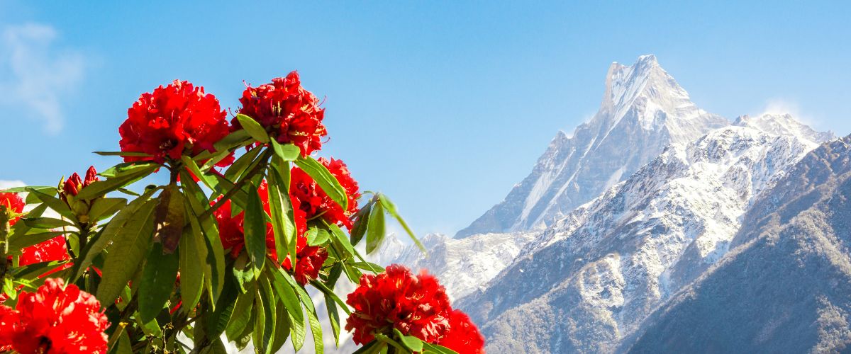 Flowers in Nepal Varied Flora of Nepal